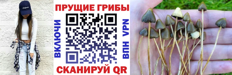 Псилоцибиновые грибы Psilocybe  Емва 